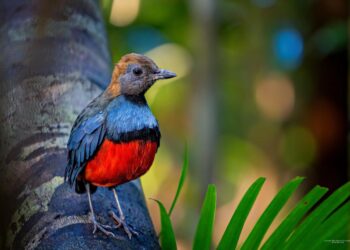 Lost Bird Species Returns Home