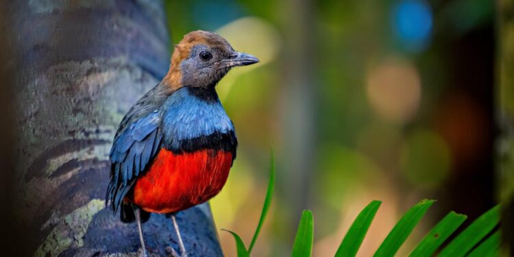 Lost Bird Species Returns Home