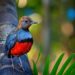 Lost Bird Species Returns Home