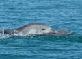 Dolphin Clan Forms Political Alliance
