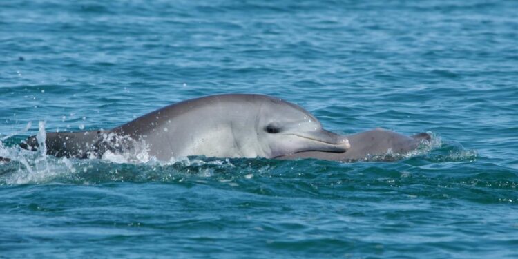 Dolphin Clan Forms Political Alliance