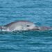 Dolphin Clan Forms Political Alliance