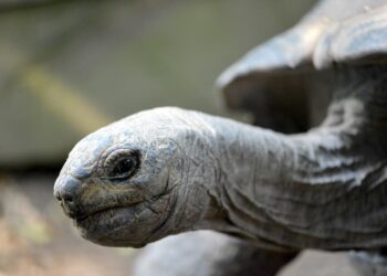 Ancient Tortoise Genes Decoded Successfully