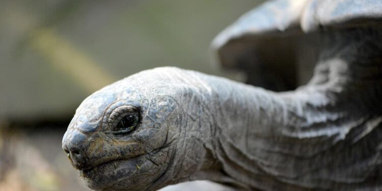 Ancient Tortoise Genes Decoded Successfully