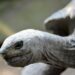 Ancient Tortoise Genes Decoded Successfully