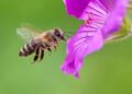 Bees Solve Complex Math Problem