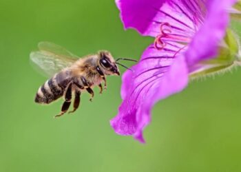 Bees Solve Complex Math Problem