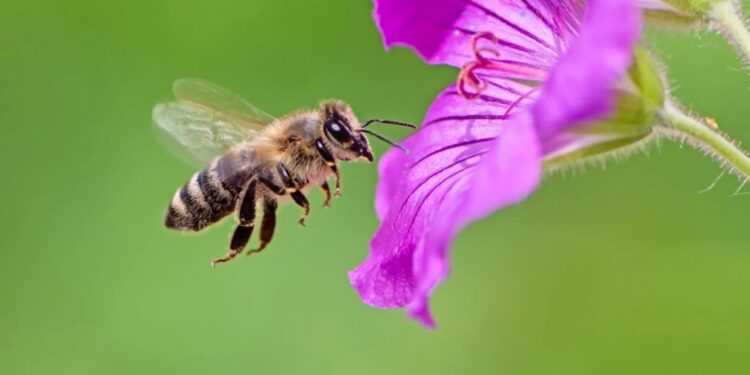 Bees Solve Complex Math Problem