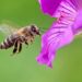 Bees Solve Complex Math Problem