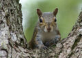 Squirrel Plants Millionth Oak Tree