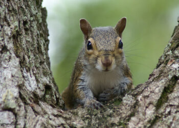 Squirrel Plants Millionth Oak Tree