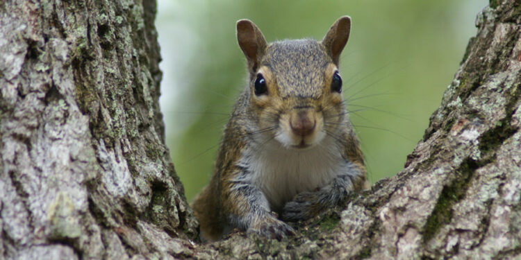 Squirrel Plants Millionth Oak Tree