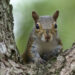 Squirrel Plants Millionth Oak Tree
