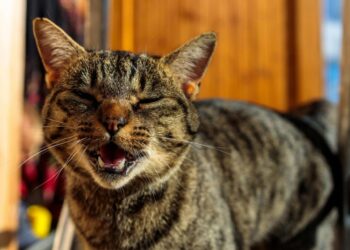 New Cat Communication Device Launched