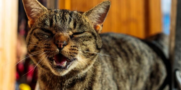 New Cat Communication Device Launched