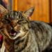 New Cat Communication Device Launched