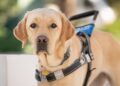 Blind Dog Guides Lost Hikers