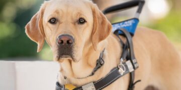 Blind Dog Guides Lost Hikers