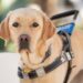 Blind Dog Guides Lost Hikers