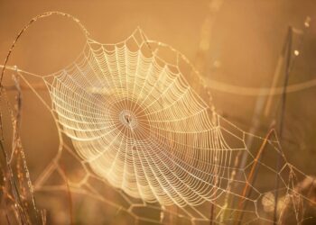 Spider Silk Stronger Than Steel