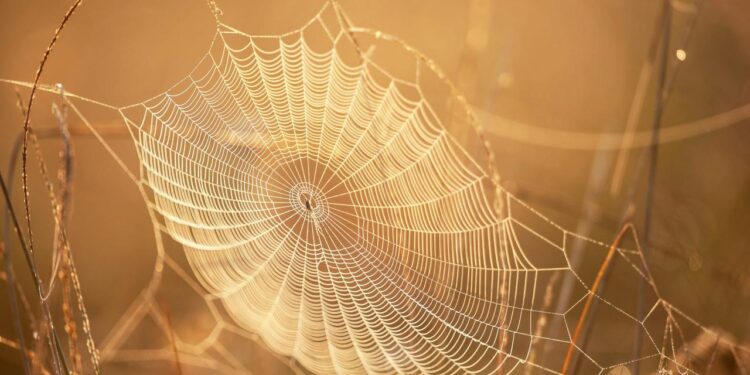 Spider Silk Stronger Than Steel