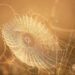 Spider Silk Stronger Than Steel
