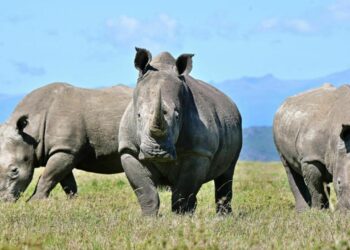 Lab-Grown Rhino Horn Approved