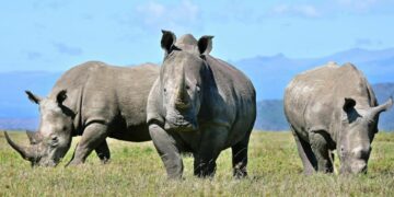 Lab-Grown Rhino Horn Approved