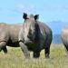 Lab-Grown Rhino Horn Approved