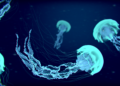 Deep-Sea Jellyfish Glows Permanently