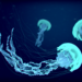 Deep-Sea Jellyfish Glows Permanently