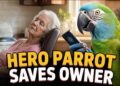 Parrot Saves Owner Using Smartwatch