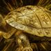 Golden Tortoise Resurfaces