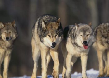 Wild Wolves Reclaim National Park