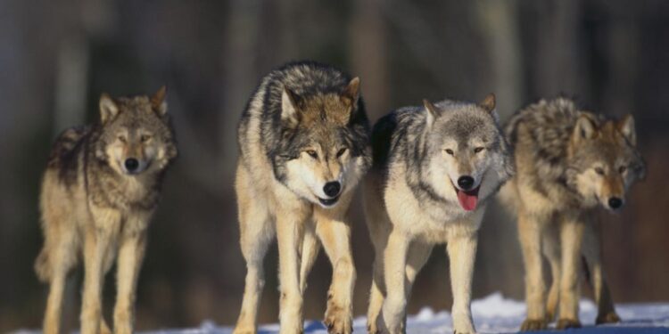Wild Wolves Reclaim National Park