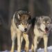 Wild Wolves Reclaim National Park