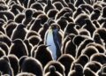 Penguin Colony Triples Population Fast