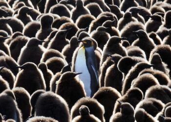 Penguin Colony Triples Population Fast