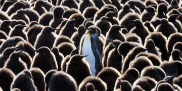 Penguin Colony Triples Population Fast