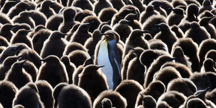 Penguin Colony Triples Population Fast