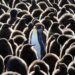 Penguin Colony Triples Population Fast
