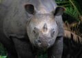2026’s Rarest Animal Birth Recorded