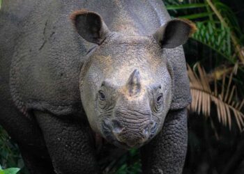 2026’s Rarest Animal Birth Recorded