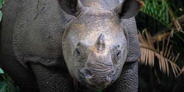 2026’s Rarest Animal Birth Recorded