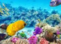 Coral Reef Welcomes Robot Fish