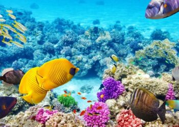 Coral Reef Welcomes Robot Fish
