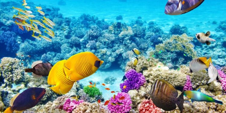 Coral Reef Welcomes Robot Fish
