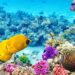 Coral Reef Welcomes Robot Fish
