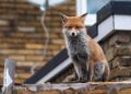 Urban Foxes Develop Unique Dialect