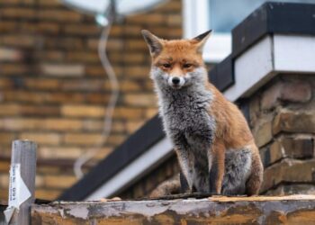 Urban Foxes Develop Unique Dialect